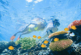 Snorkel, or scuba on the Great Barrier Reef; or if you'd rather stay dry, cruise in a semi-submersible boat above it.