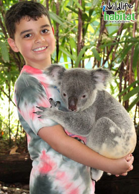 Yes, you can cuddle a koala during our 'Breakfast with the Birds' experience.