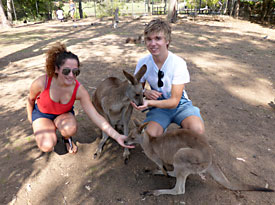 Hand feed and pet friendly kangaroos and wallabies